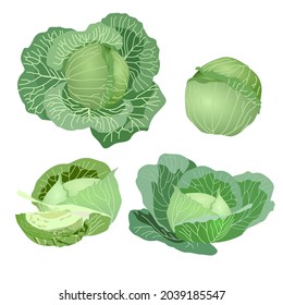 Cabbage, cabbage with green leaves, side view of cabbage and cut headed isolated on white background, vector illustration.