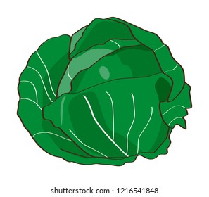 Cabbage, green, white background