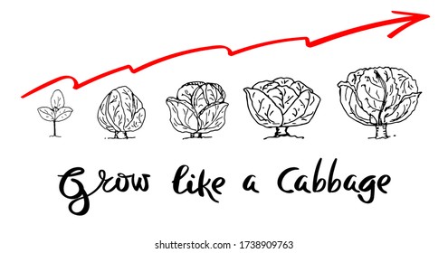 Cabbage-Wachstumsprozess Konzept roten Diagramm. Vector-Illustrationsdoodle auf weißem Hintergrund, isolierte Ausschaltobjekte und Schriftzeichen