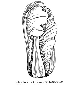 Cabbage hand drawing sketch vector illustration. Isolated vegetable engraved style object. The best for design logo, menu, label, icon, stamp. Vintage style.