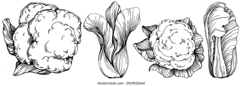 Dibujo manual de papel de repollo ilustración vectorial. Objeto de estilo con grabado vegetal aislado. Lo mejor para el diseño logotipo, menú, etiqueta, icono, sello. Estilo vintage.