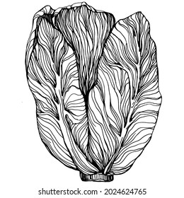 Dibujo manual de papel de repollo ilustración vectorial. Objeto de estilo con grabado vegetal aislado. Lo mejor para el diseño logotipo, menú, etiqueta, icono, sello. Estilo vintage.
