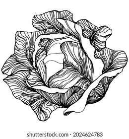 Cabbage hand drawing sketch vector illustration. Isolated vegetable engraved style object. The best for design logo, menu, label, icon, stamp. Vintage style.
