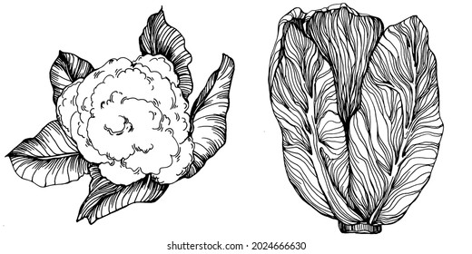 Cabbage hand drawing sketch vector illustration. Isolated vegetable engraved style object. The best for design logo, menu, label, icon, stamp. Vintage style.
