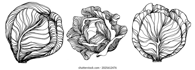 Cabbage hand drawing sketch vector illustration. Isolated vegetable engraved style object. The best for design logo, menu, label, icon, stamp. Vintage style.