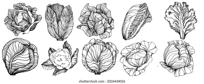 Cabbage hand drawing sketch vector illustration. Isolated vegetable engraved style object. The best for design logo, menu, label, icon, stamp. Vintage style.