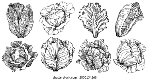 Cabbage hand drawing sketch vector illustration. Isolated vegetable engraved style object. The best for design logo, menu, label, icon, stamp. Vintage style.