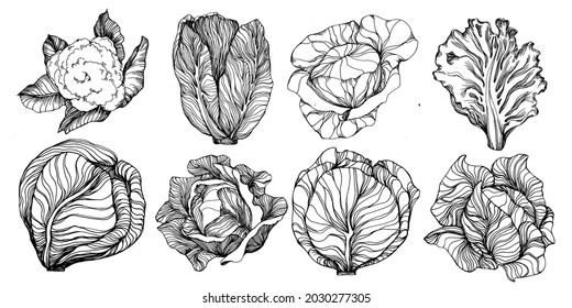 Cabbage hand drawing sketch vector illustration. Isolated vegetable engraved style object. The best for design logo, menu, label, icon, stamp. Vintage style.