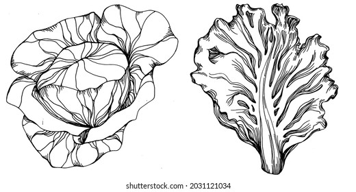 Dibujo manual de papel de repollo ilustración vectorial. Objeto de estilo con grabado vegetal aislado. Lo mejor para el diseño logotipo, menú, etiqueta, icono, sello. Estilo vintage.