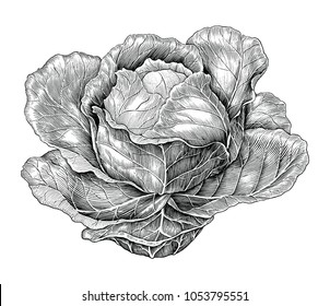 Cabbage Hand Drawing Vintage Engraving Illustration