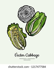 Cabbage hand drawn illustration. Hipster illustration Chinese cabbage. Isolated green cabbage for vegetarian poster, cooking school, restaurant menu, banner, logo, icon, food shop, harvest festival.