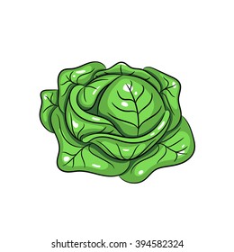 Cabbage hand drawn illustration isolated on a white background - stock vector