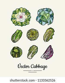 Cabbage hand drawn illustration set. Modern illustration of cabbage. Isolated green cabbage for vegetarian poster, cooking school, restaurant menu, banner, logo, icon, food shop, harvest 
festival.