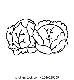 Cabbage hand drawn illustration vector on trendy design