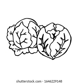 Cabbage hand drawn illustration vector on trendy design