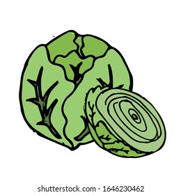 Ilustración dibujada a mano de col vectorial en color verde