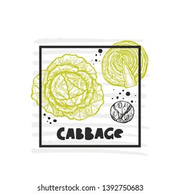 Cabbage. Hand drawn realistic vector illustration. Organic vegetable. Eco food. Farm market product. Isolated white background. Can be used for shop, menu, card, poster, label