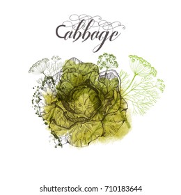 Cabbage. Hand drawn vector background