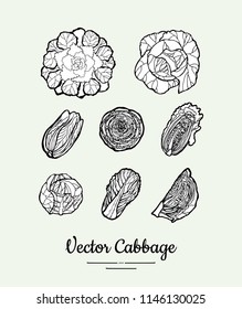 Cabbage hand drawn vector black and white set. Modern cabbage illustration. Hand drawn illustration of isolated cabbage for vegetarian poster, banner, postcard, logo, icons, sticker, restaurant menu.