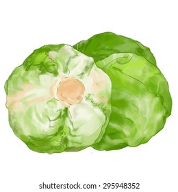 Cabbage hand drawn vector colorful illustration