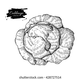 Cabbage hand drawn vector illustration. Vegetable engraved style object. Isolated Cabbage. Detailed vegetarian food drawing. Farm market product. 