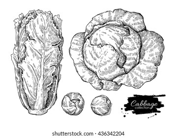 Cabbage hand drawn vector illustrations set. Cabbage, chinese cabbage,brussel sprout. Isolated vegetable engraved style objects.  Detailed vegetarian food drawing. Farm market product. 