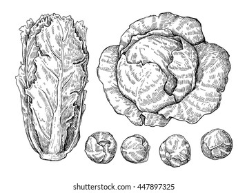 Cabbage hand drawn vector illustrations set. Cabbage, chinese cabbage,brussel sprout. Isolated vegetable engraved style objects.  Detailed vegetarian food drawing. Farm market product. 