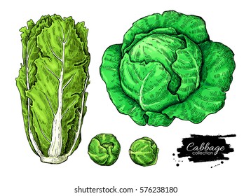 Cabbage hand drawn vector illustrations set. Chinese cabbage, brussel sprout. Isolated vegetable artistic style objects.  Detailed vegetarian food drawing. Farm market product.