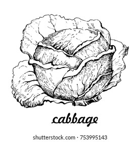 Cabbage hand drawn vector illustrations. Detailed vegetarian food drawing. Farm market product