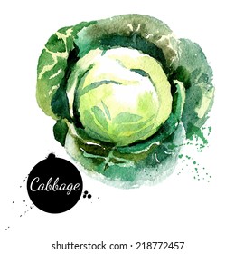 Cabbage. Hand drawn watercolor painting on white background. Vector illustration