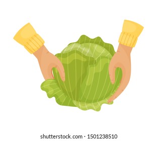 Cabbage in the hands. Vector illustration on a white background.