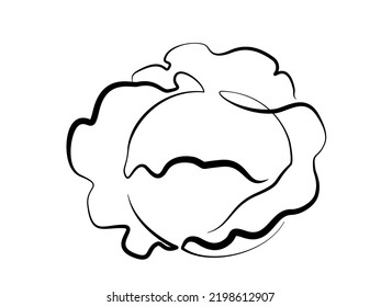 Cabbage head, Cole vector illustration. Continuous one line drawing. art illustration.