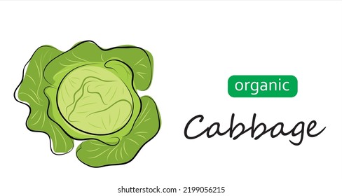 Cabbage head, cole vector illustration for background. Art illustration organic cabbage.