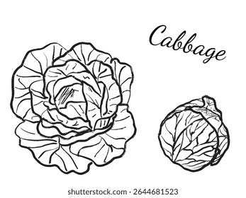 Design de cabeça de repolho em textura de traçado de pincel preto isolado em branco. Ilustração de esboço de vetor desenhado à mão em tinta de carvão vegetal. Agricultura, conceito de fazenda, rótulo de mercado, ícone de comida.