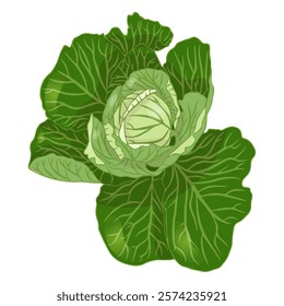 Cabbage head in flat style. Vector illustration isolated on white background.