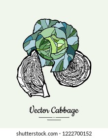 Cabbage head hand drawn illustration. Hipster illustration of cabbage. Isolated green cabbage for vegetarian poster, cooking school, restaurant menu, banner, logo, icon, food shop, harvest 
festival.