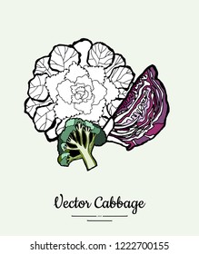 Cabbage head hand drawn illustration. Hipster illustration of cabbage. Isolated purple cabbage for vegetarian poster, cooking school, restaurant menu, banner, logo, icon, food shop, harvest 
festival.