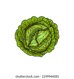 Cabbage head isolated green vegetable raw food. Vector headed cabbage, fresh veggie