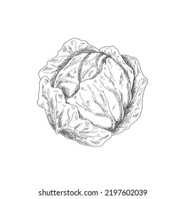 Cabbage head isolated monochrome sketch. Vector vegetable, healthy organic food, autumn agriculture harvest