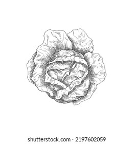 Cabbage head isolated monochrome sketch. Vector vegetable, healthy organic food, autumn agriculture harvest