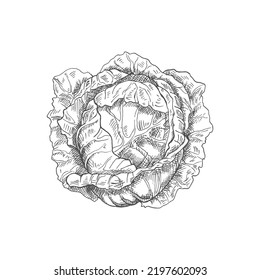 Cabbage head isolated monochrome sketch. Vector vegetable, healthy organic food, autumn agriculture harvest