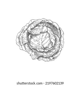 Cabbage head isolated monochrome sketch. Vector vegetable, healthy organic food, autumn agriculture harvest