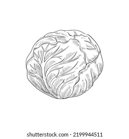 Cabbage head isolated monochrome sketch. Vector vegetable, healthy organic food, autumn agriculture harvest