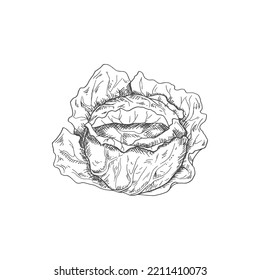 Cabbage head isolated monochrome sketch. Vector vegetable, healthy organic food, autumn agriculture harvest