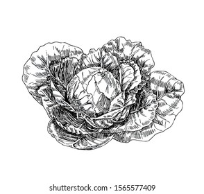 Cabbage head with leaves in line art style.