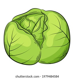 Cabbage head. A vegetable in a linear style, drawn by hand. Food ingredient, design element.Color vector illustration with outline. Isolated on a white background.