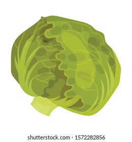 Cabbage Head. Vegetarian Crop Isolated On White Background