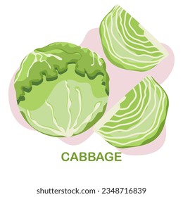 Cabbage, headed and sliced, vector illustration, easy to edit, white background.