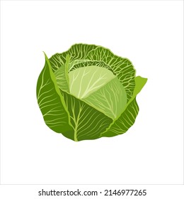 Cabbage icon in cartoon flat style. vector illustration Isolated on white background. Cabbage logo. Organic food. 