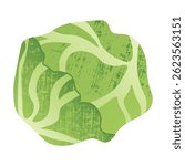 Cabbage icon. Cartoon white cabbage vegetable, organic farm product, healthy vegan food, green cabbage cooking ingredient. Vector flat isolated illustration.